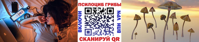 купить наркотики сайты Николаевск Галлюциногенные грибы Psilocybe